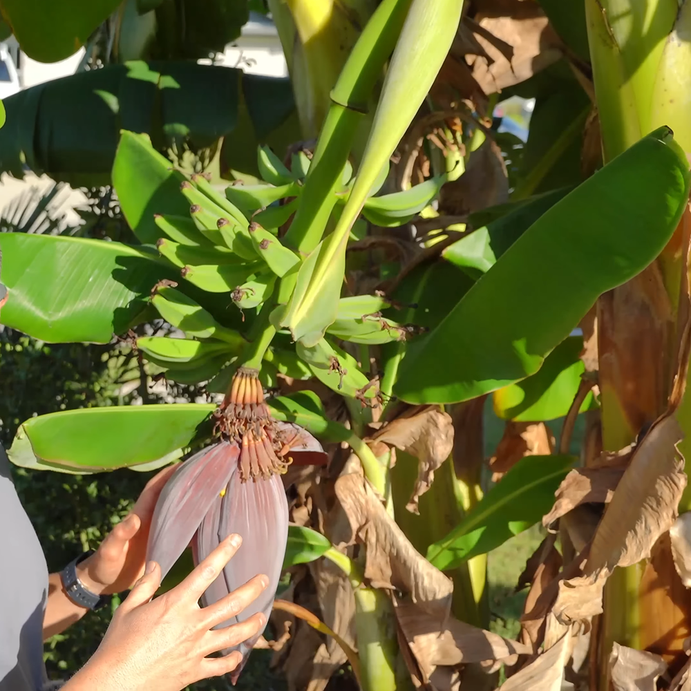 Grand Nain Banana Tree - 5 Live Banana Plants