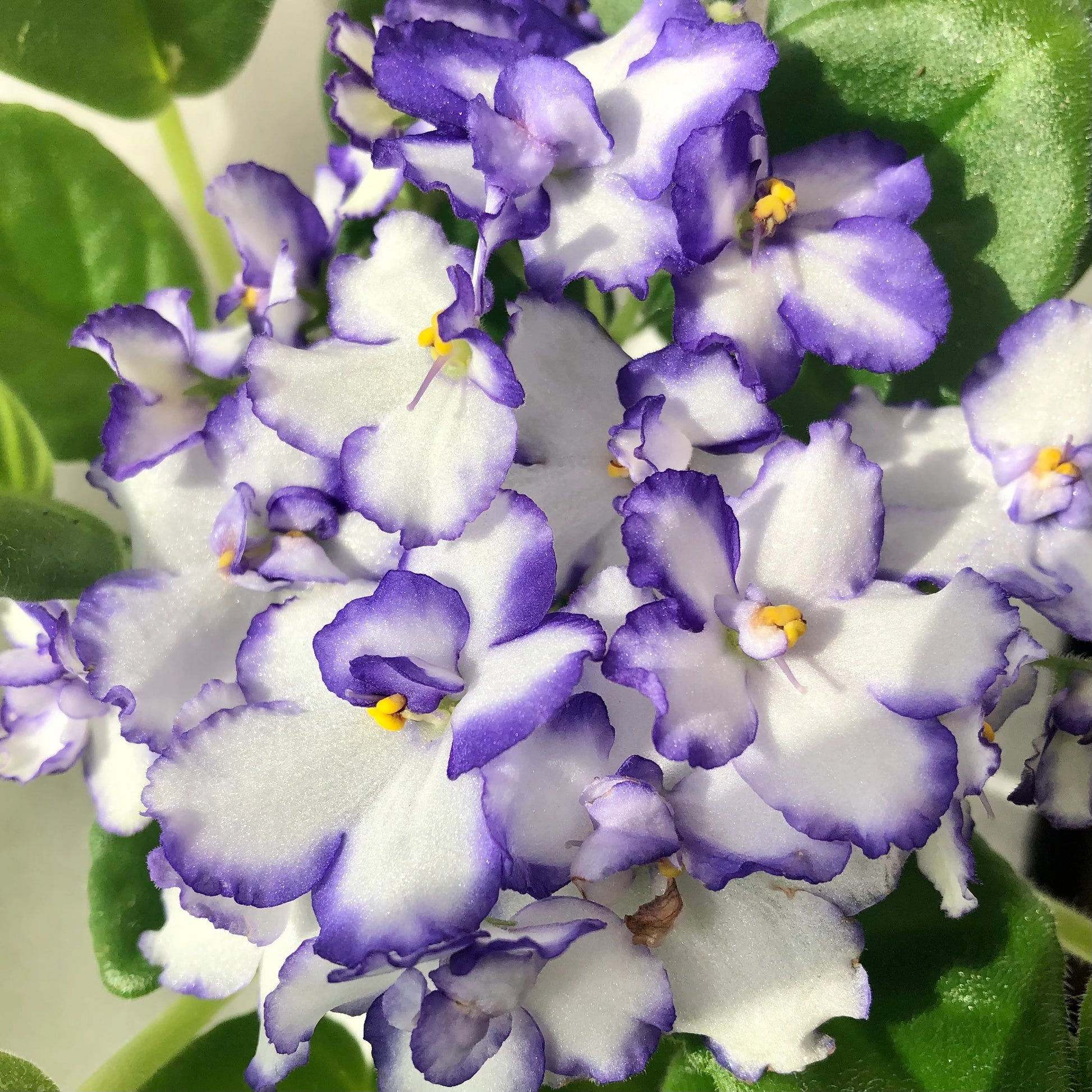 Saintpaulia - Violeta Africana Variegated - 4"