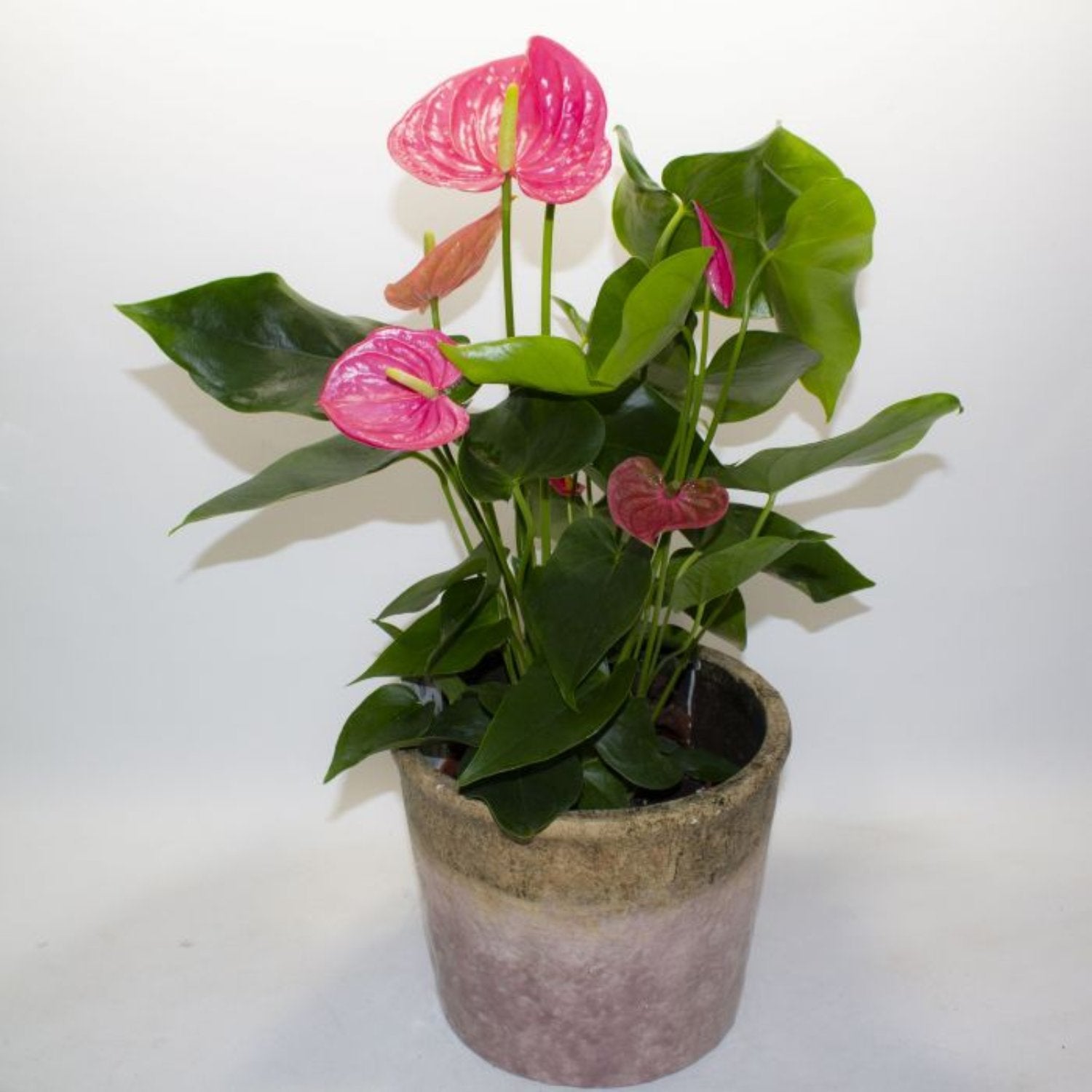 Pink Anthurium - 6"