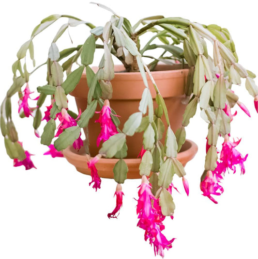 Rose Christmas Cactus - 4''