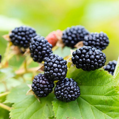 Blackberry - 'Natchez' thornless - Rubus Fruticosus