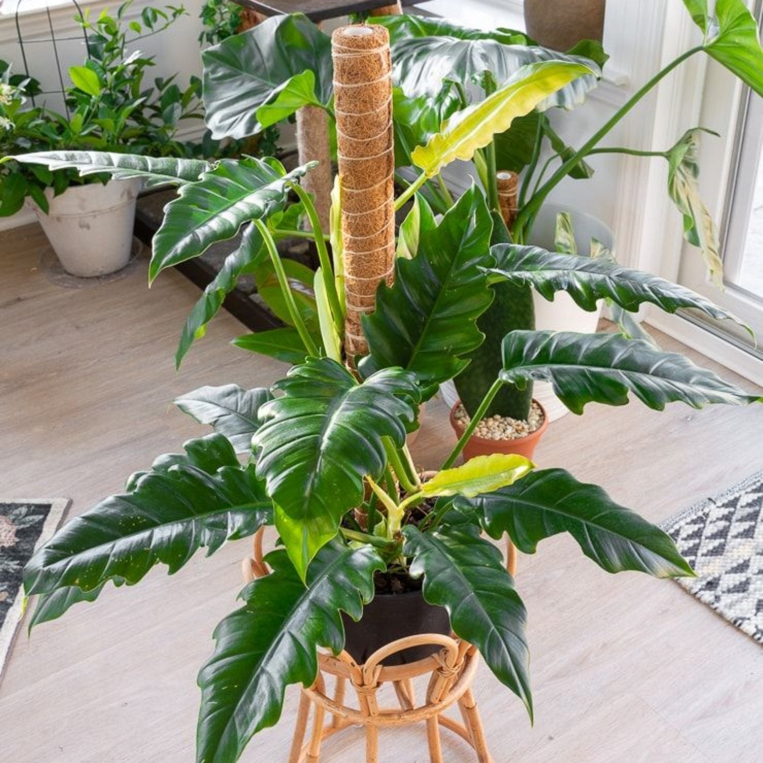 Philodendron Narrow - 'Jungle Boogie' or 'Tigers Tooth'