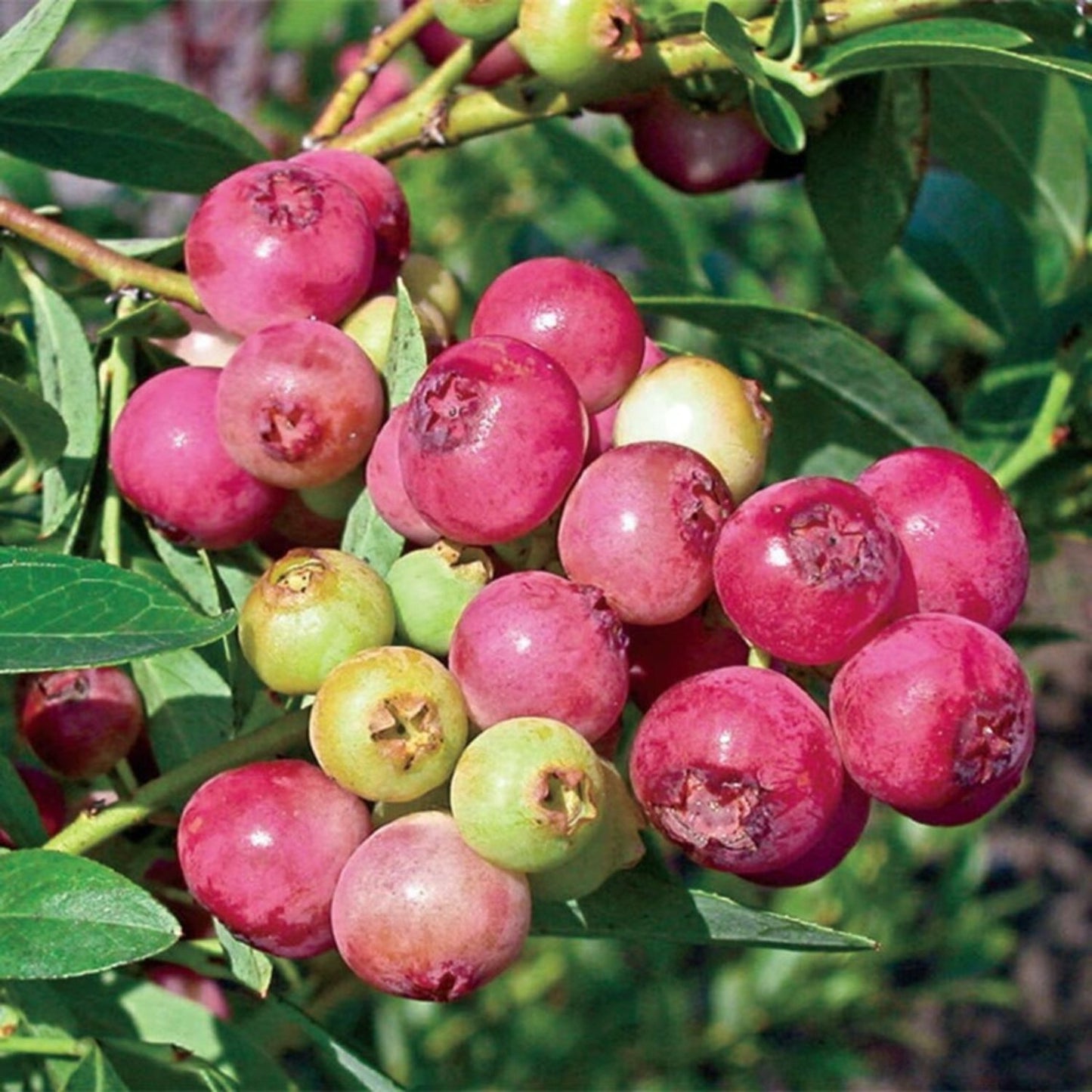 Blueberry - 'Pink Lemonade' - Vaccinium (Rabbiteye) 7-10 inches tall