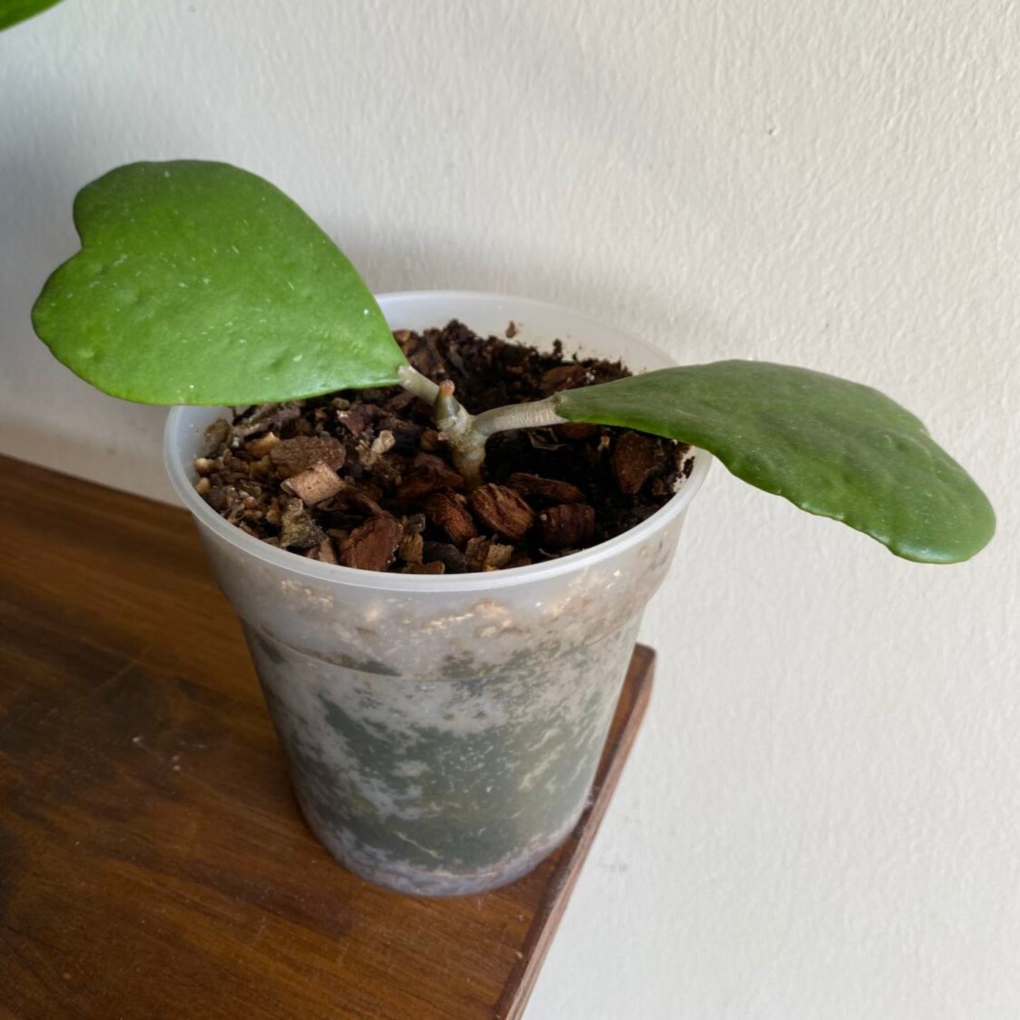 Hoya Kerrii Non-Variegated (2+ Leaves) - 4"