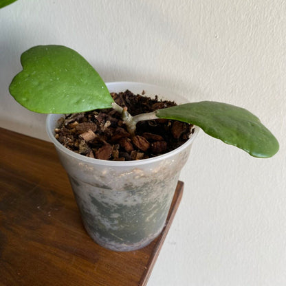 Hoya Kerrii Non-Variegated (2+ Leaves) - 4"