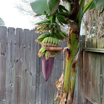 Musa - Dwarf Cavendish - 2 Ft. Tall - Banana Tree