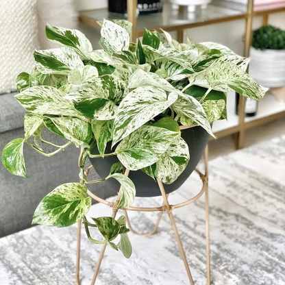 Marble Queen Devil's Ivy - 6''