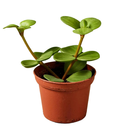 Peperomia Hope - 2''