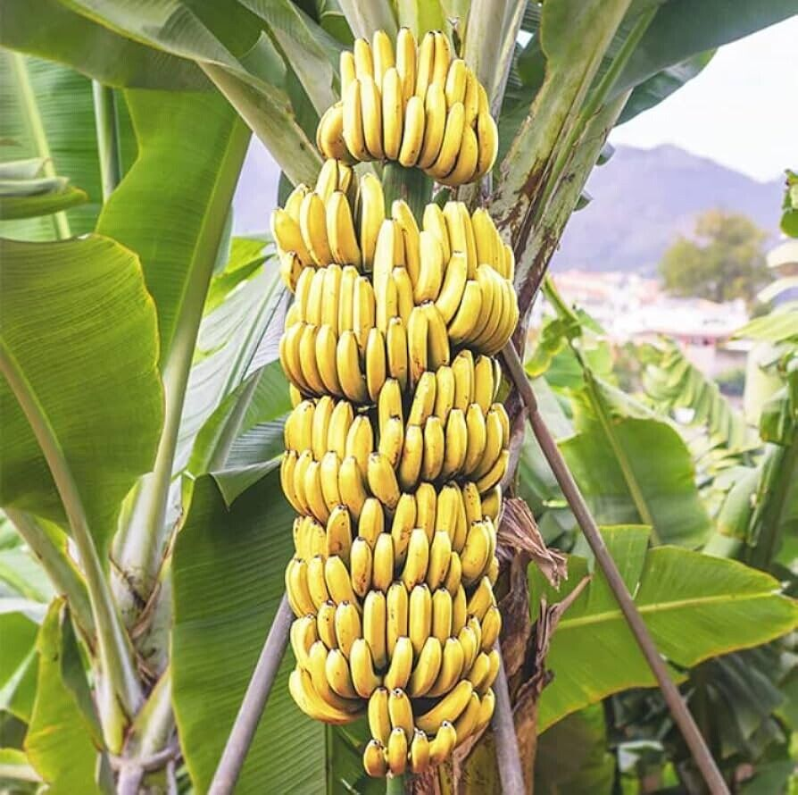 Banana Tree live plants 2 Gros Michel Edible Banana