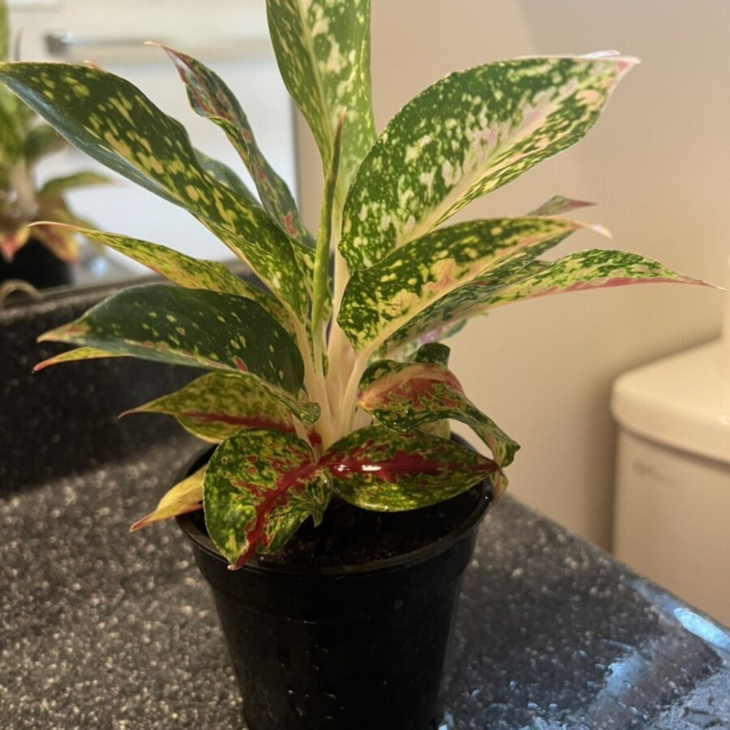 Aglaonema Silver Moon - 4''