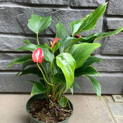 Anthurium Arrow - 6''