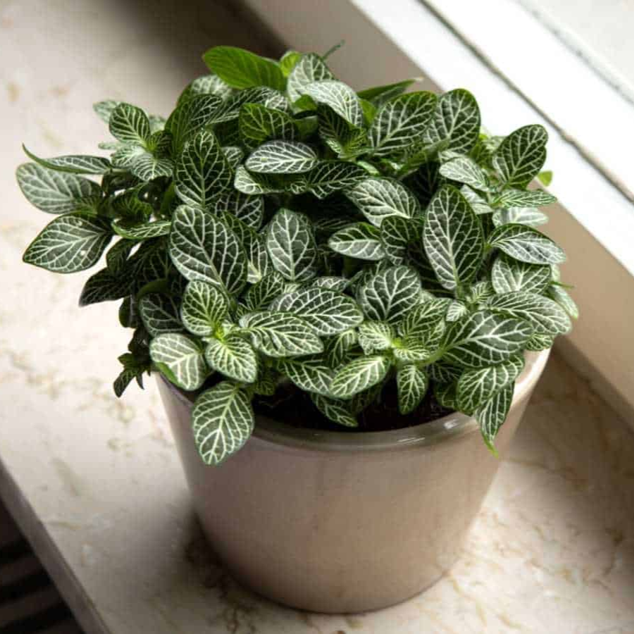 White Fittonia - 6"