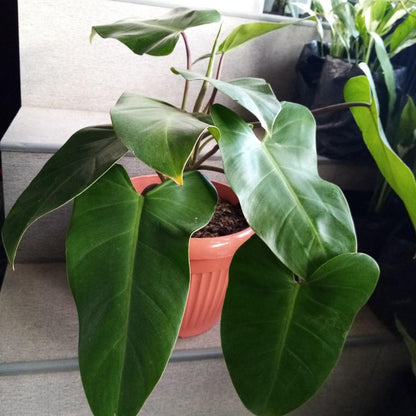 Philodendron Emerald Green - 4''