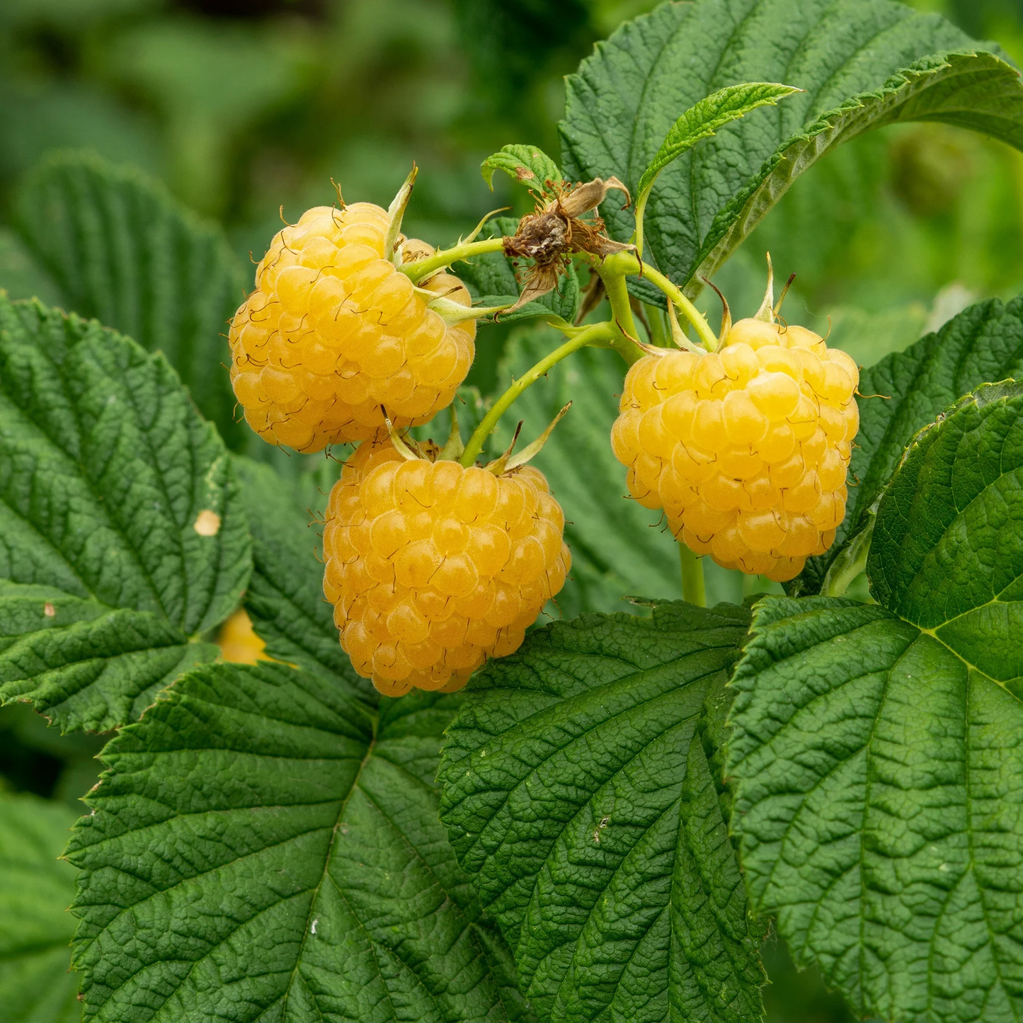 Fall Gold Raspberry Plants - 10 Live Plants - Grow Your Own Fruits