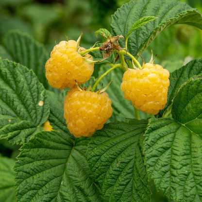 Fall Gold Raspberry Plants - 10 Live Plants - Grow Your Own Fruits