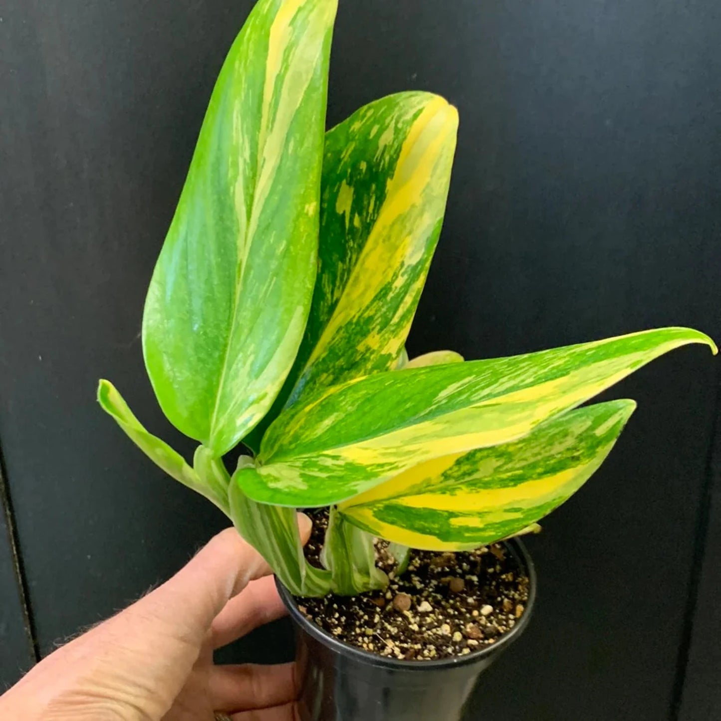 Monstera Standleyana Aurea - 4"