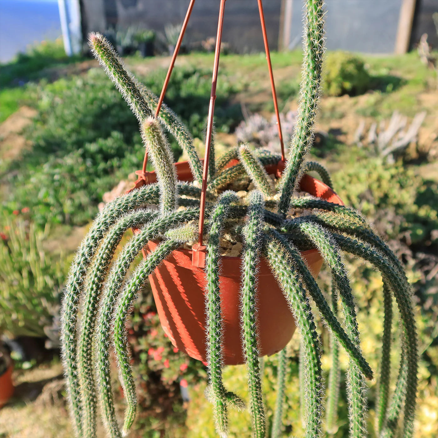 Hanging Rat Tail Succulent - 8"