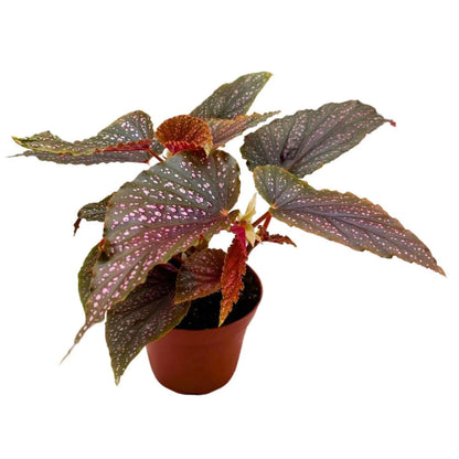 Begonia Angel Wing - 4''