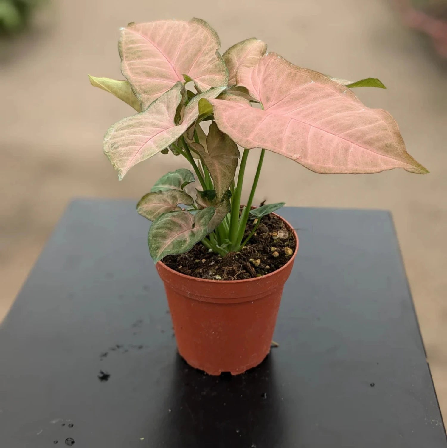 Strawberry Syngonium - 4''