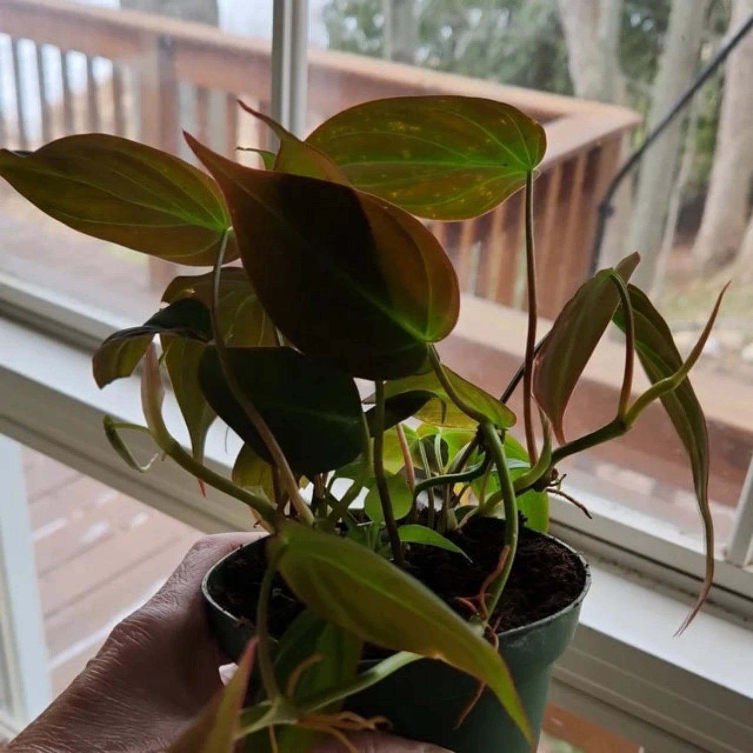 Philodendron Micans - 4"