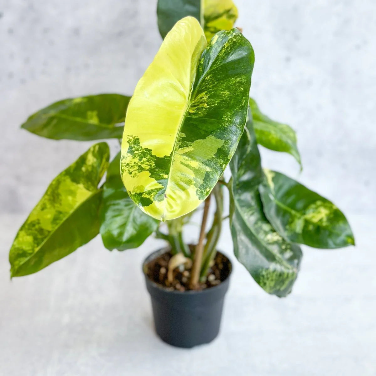 Burle Marx Variegated - 6"