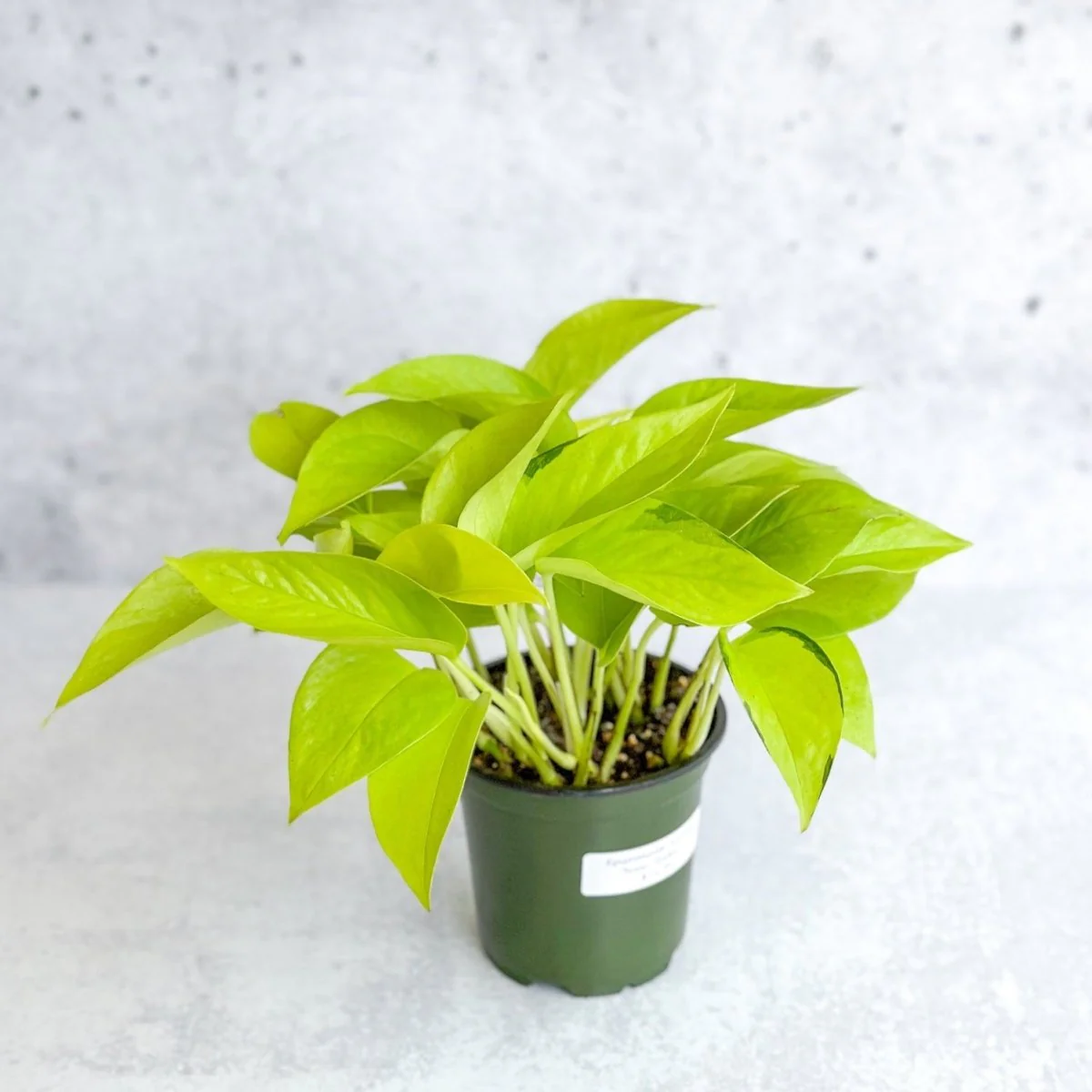 Neon Pothos - 2.5"