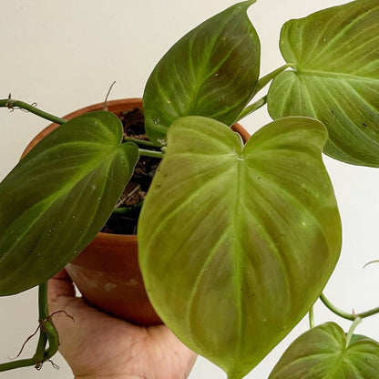 Philodendron Camposportoanum 4"