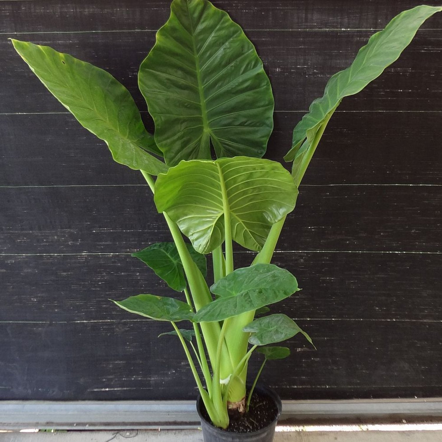 Alocasia - Calidora 6 In Tall