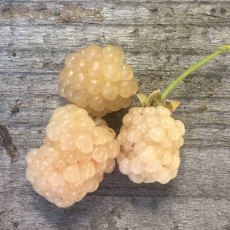 White Blackberry 4 plants. “Snowbank” Very Sweet