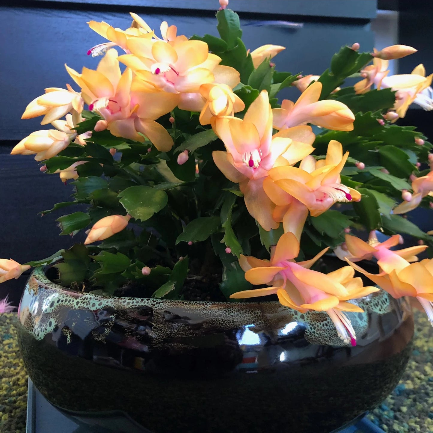 Yellow Christmas Cactus - 6''