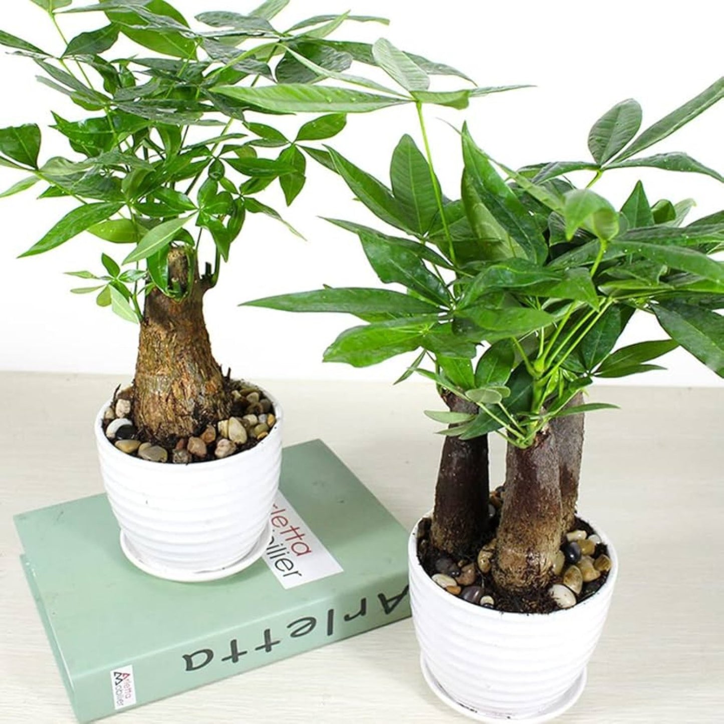 Pachira Aquatica Money Tree - 4''