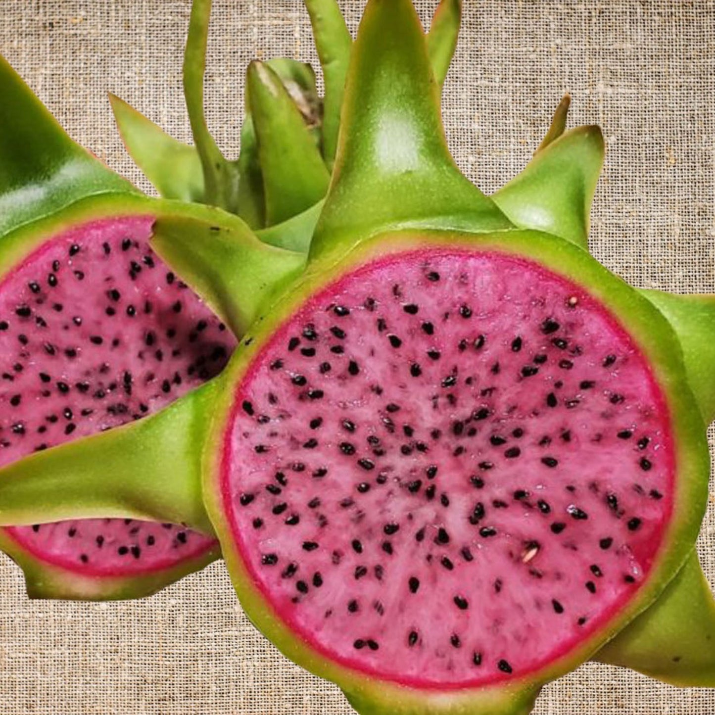 Dragon Fruit - 'Edgar's Baby - (HYLOCEREUS HYBRID)