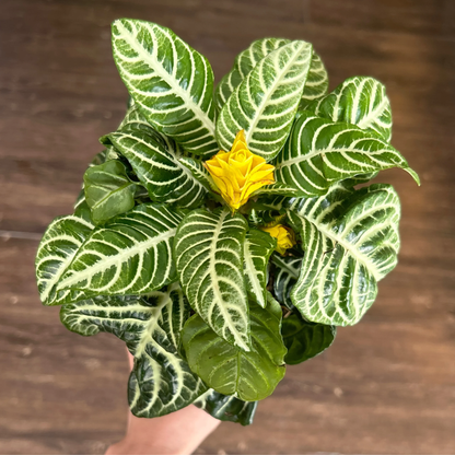 Aphelandra Zebra Plant - 4''