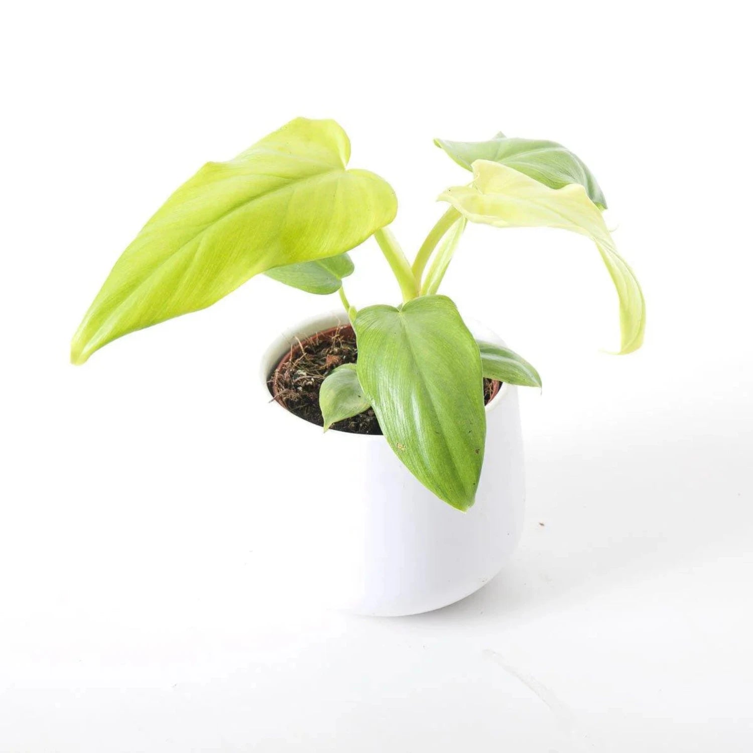 Philodendron Bipennifolium Aurea - 4"