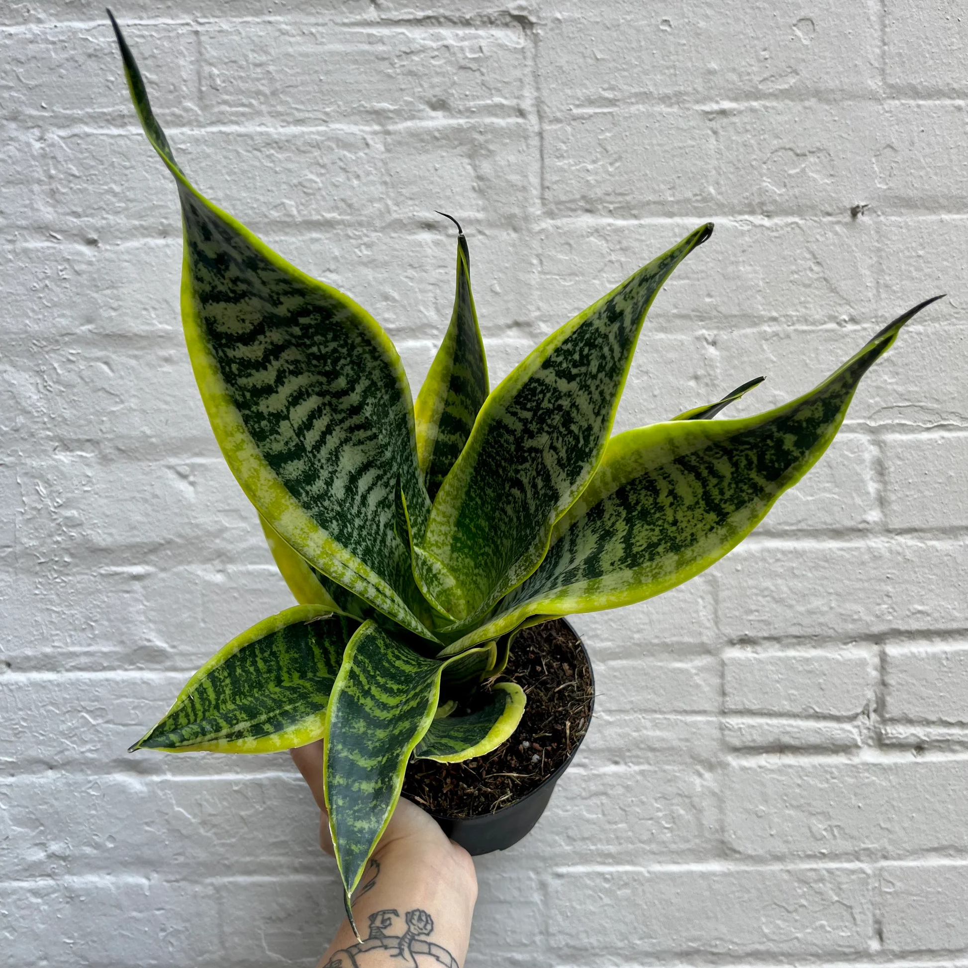 Sansevieria Superba - 6"