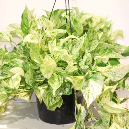 Snow Queen Pothos - 4''