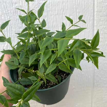 Hoya Lanceolata 'Bella' - 6"