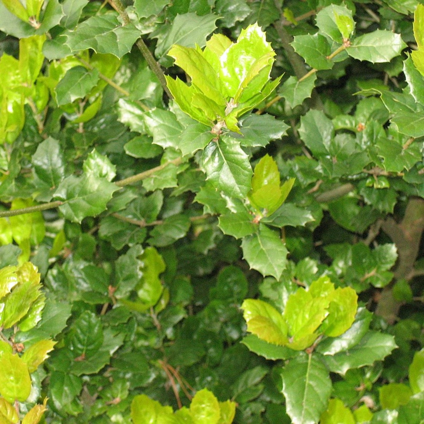 Coast Live Oak Plant Quercus Agrifolia - 4''