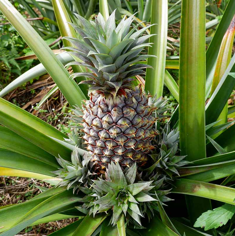 6 Pineapple Plant - 'Elite Gold'