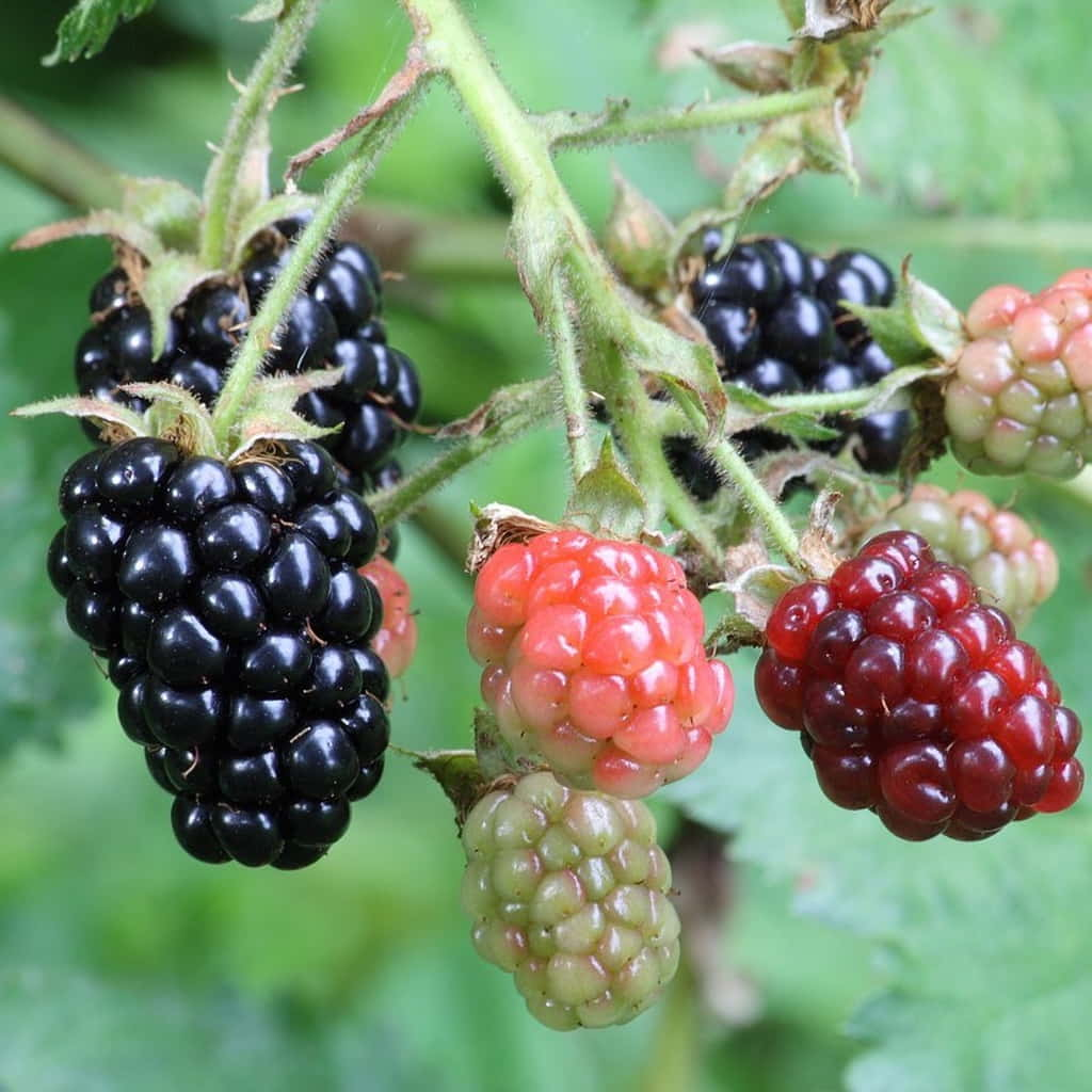 Thornless Blackberry - Rubus - “Ponca" - 10 Plants