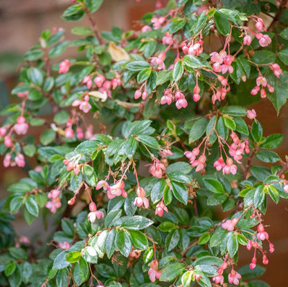 Fuchsia Begonia - 4''