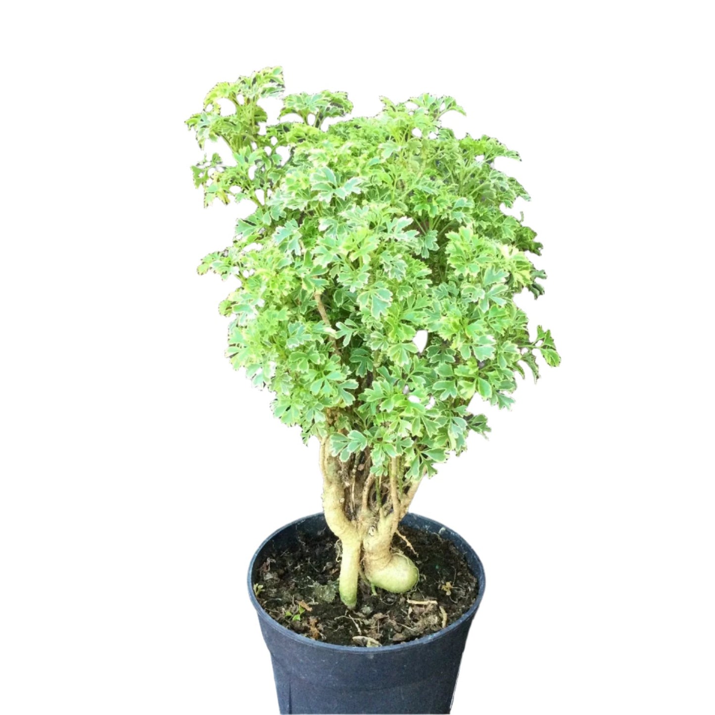 Variegated Ming Aralia - 6''