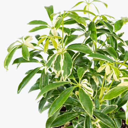 Schefflera Arboricola 'Umbrella Plant' Variegated' - 4''