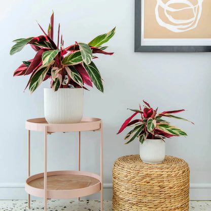 Calathea Triostar - 6"