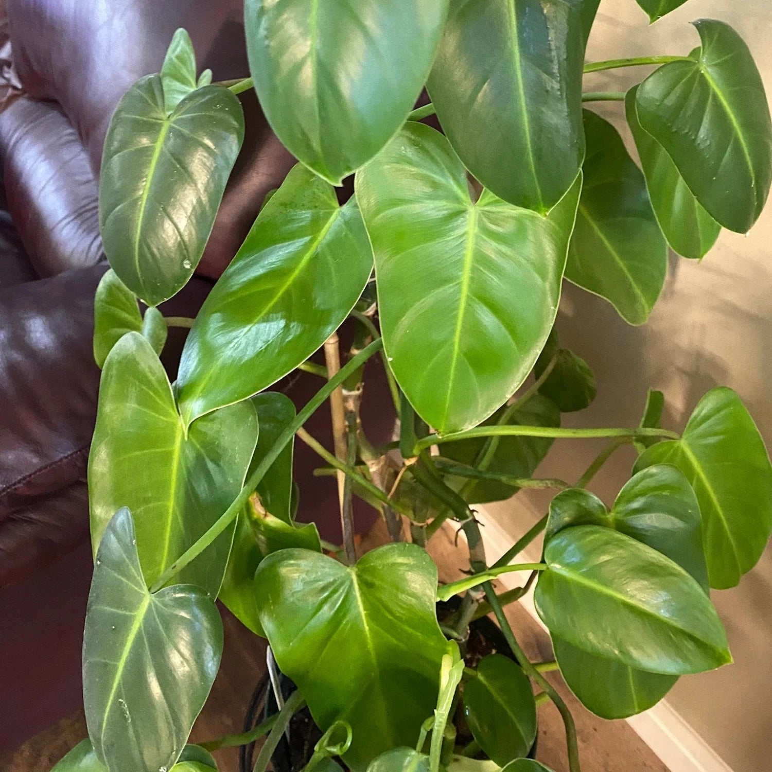 Emerald Green Philodendron - 8''