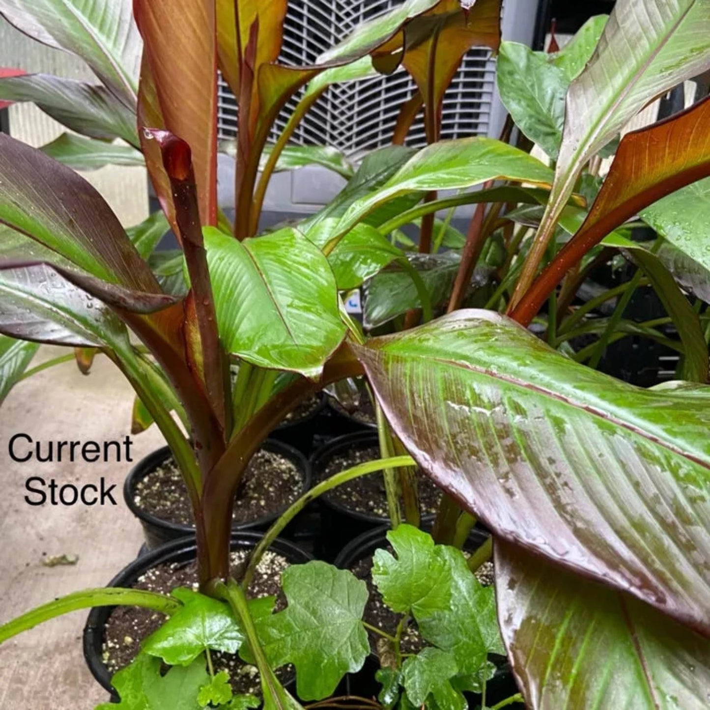 Ensete Maurelii - Red Abyssinian Banana - 24" Tall