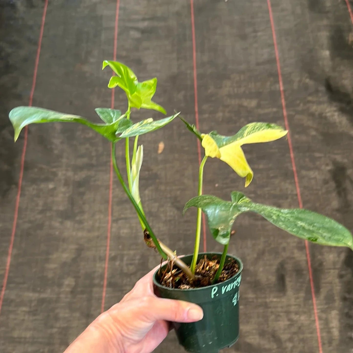 Philodendron Pedatum - 4"