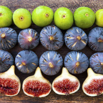 Fig Tree Combo Pack Cold Weather 4 Varieties