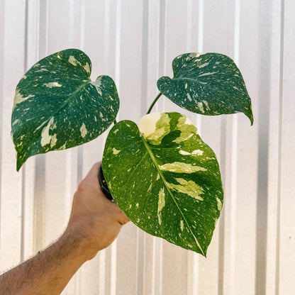 Monstera Thai Constellation - 4''