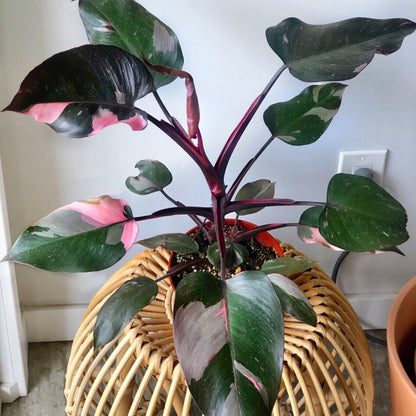 Philodendron Pink Princess - 6''